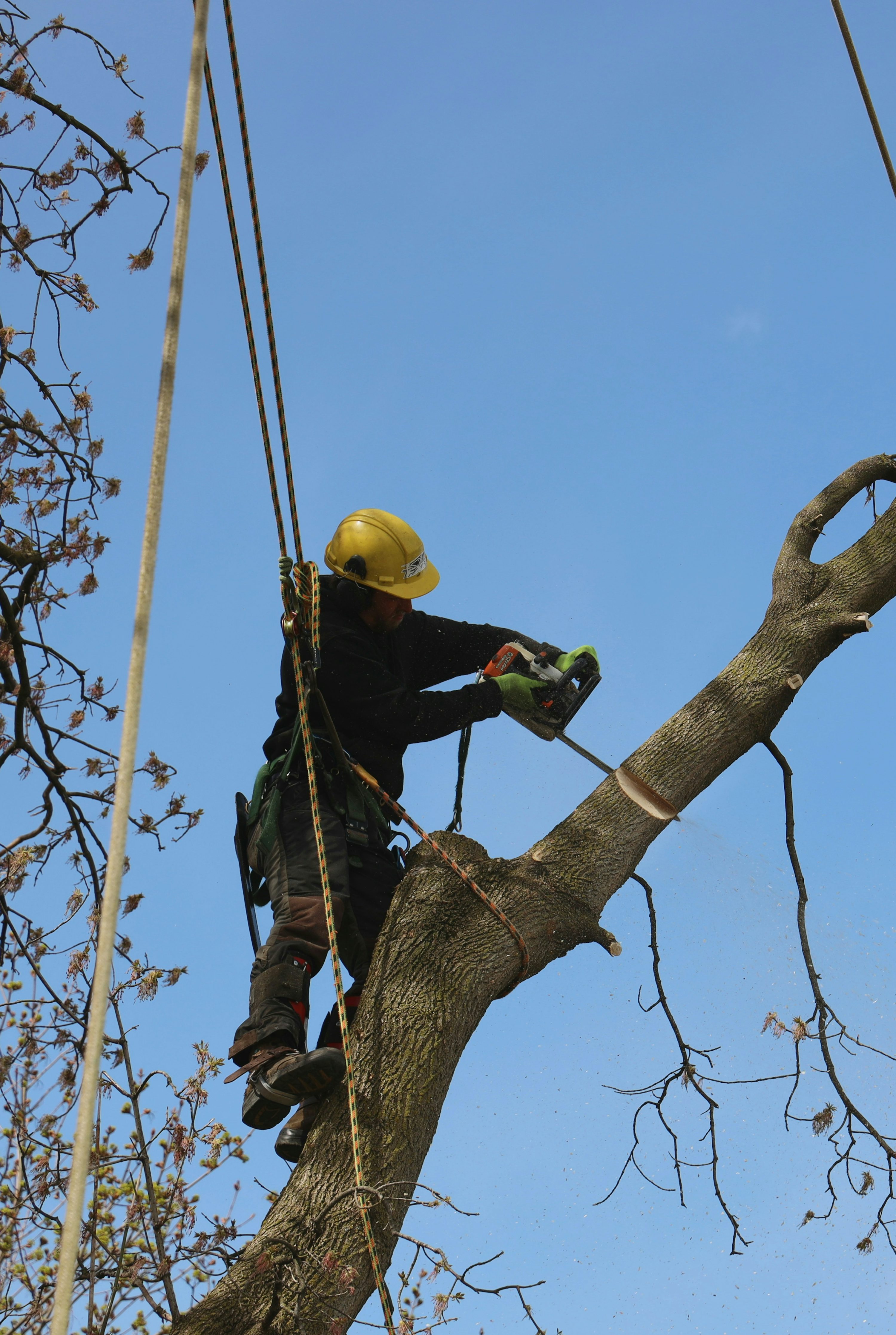 Professional arborist working in a tree with safety harness and hard hat